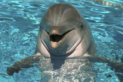 Cum sunt protejați delfinii de dușmani - cum se protejează animalele de inamici - de animalele - de alții