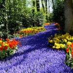 Cum ajungeți în Parcul Keukenhof - excursii la Benelux