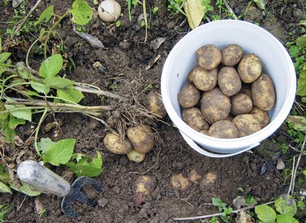 Ce fel de îngrășământ să introduceți în sol în toamnă sub cartofi, o grădină ideală și o grădină