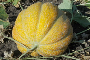 Ce calități și principii de cultivare sunt caracterizate de Melon Etiopia