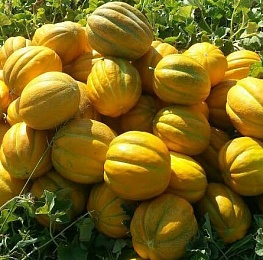 Ce calități și principii de cultivare sunt caracterizate de Melon Etiopia