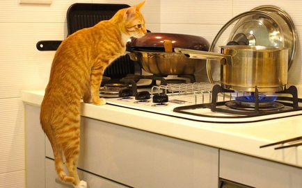 Hogyan kell használni a macska a háztartásban 25 hasznos