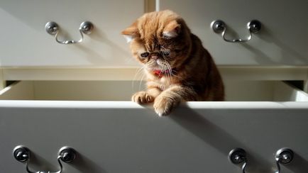 Hogyan kell használni a macska a háztartásban 25 hasznos