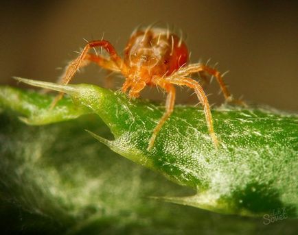 Cum să scapi de acarianul spider pe plantele de interior