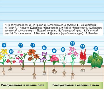 Як починати з розсадою