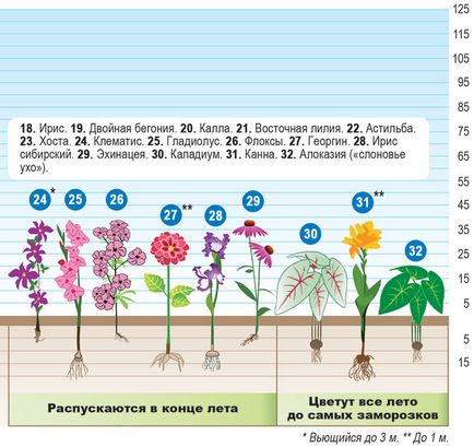 Як починати з розсадою