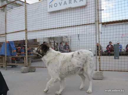 Cum să acoperiți centrala nucleară de la Cernobâl (60 fotografii)