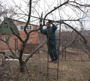 Cum să recolteze recomandările vechi de măr de experți