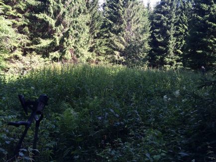 Cum să vă stabiliți locația în pădure, blogul vânătorului de comori
