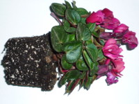 Cum se transplanta un ciclamen, flori de interior