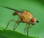 Cum să depășim phytophthora în sol