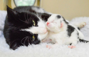 Cum să ajuți o pisică în timpul nașterii