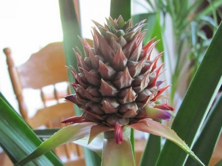 Hogyan növény, és nő a ananász otthon