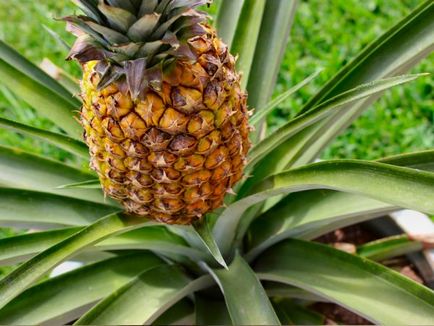 Hogyan növény, és nő a ananász otthon