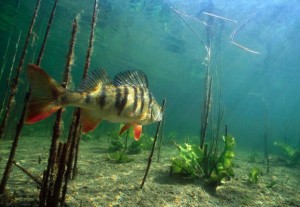 Hogyan, hogy a halakat, ha szaporodóképes kezdődik a tavaszi sügér