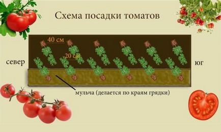 Як правильно садити цибулю сімейний