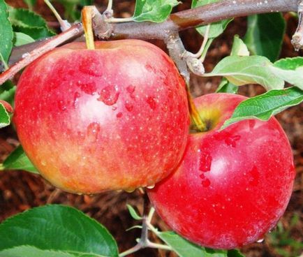Cum să alegi răsadurile de măr