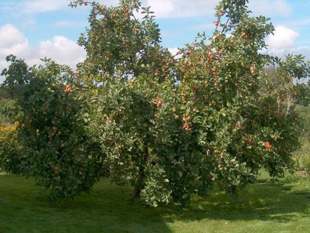 Як правильно вибрати саджанець яблуні