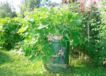 Cum să crească castraveți în butoaie și saci - secretele de grădinari