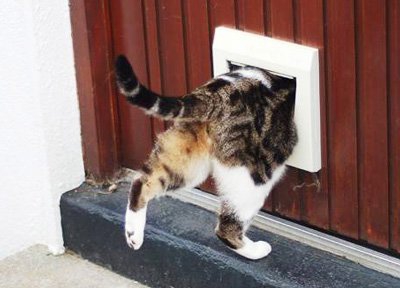 Як привчити кішку до дверцят
