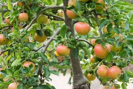 Milyen a növény egy almafa ősszel