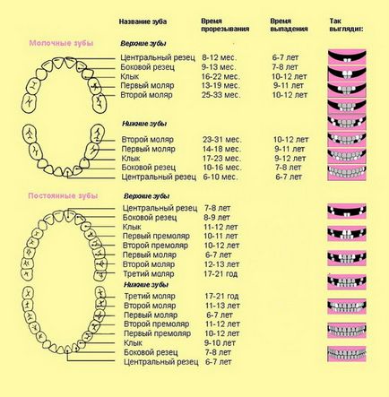 Як ріжуться зуби у дітей