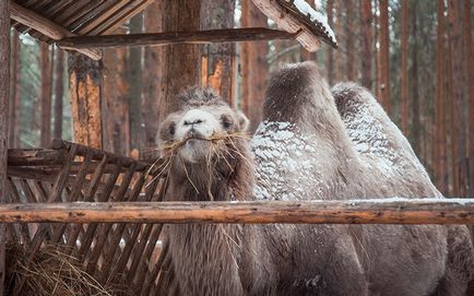 Cum să mergi la Grandfather Frost într-un mare Ustyug și ce să vezi