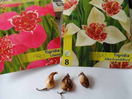 Cum să păstrați tuberculii, bulbii și rizomii de flori până în primăvară - un blog de sfaturi utile pentru grădinari
