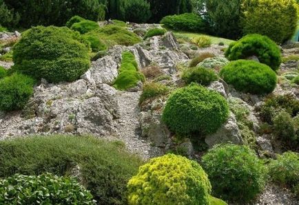 Cum să creați o grădină de rock în zona vilei - peisaj - dealuri alpine