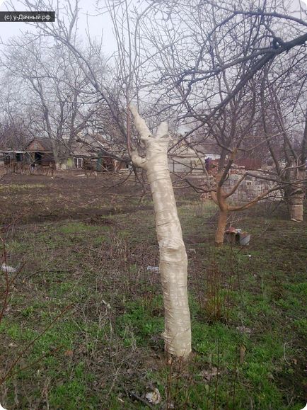 Cum de a salva arborii de gradina experienta personala, argila si uscarea uleiului - vila potrivita