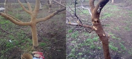 Cum de a salva arborii de gradina experienta personala, argila si uscarea uleiului - vila potrivita