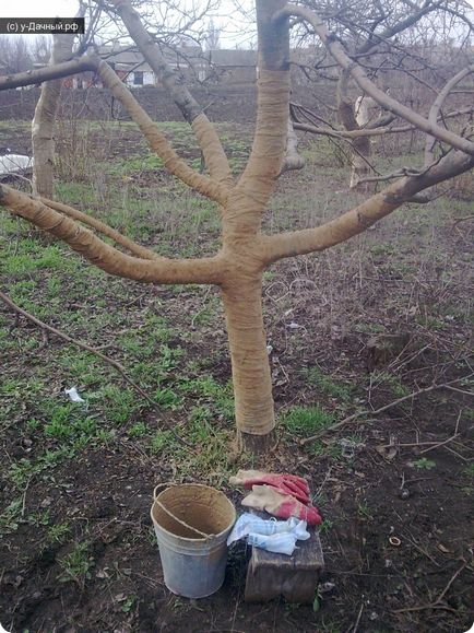 Cum de a salva arborii de gradina experienta personala, argila si uscarea uleiului - vila potrivita