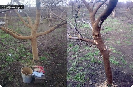 Cum de a salva arborii de gradina experienta personala, argila si uscarea uleiului - vila potrivita