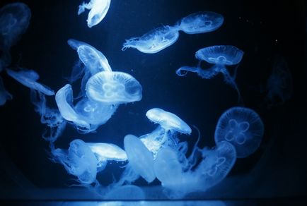 Як уберегти себе від укусу медузи і що робити, якщо це сталося, тутітам