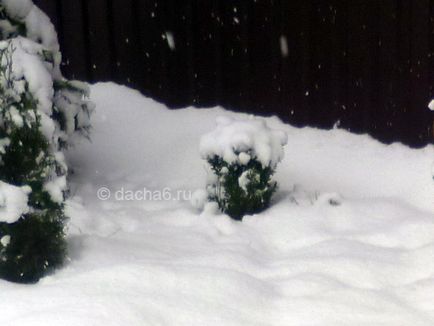 Hogyan lehet elrejteni a puszpáng télen