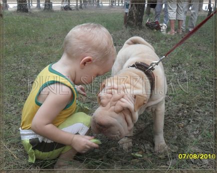 Cum se întâlnește câinele Shar Pei cu copii, copii și copii