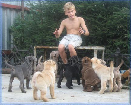 Cum se întâlnește câinele Shar Pei cu copii, copii și copii