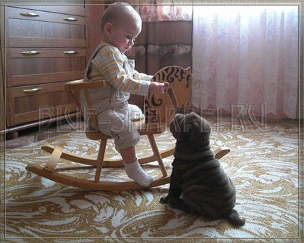 Kak lesz shar pei kutya gyerekekkel, Shar Pei és gyermekek (kap) Kak lesz shar pei kutya gyerekekkel, Shar Pei és gyerekek