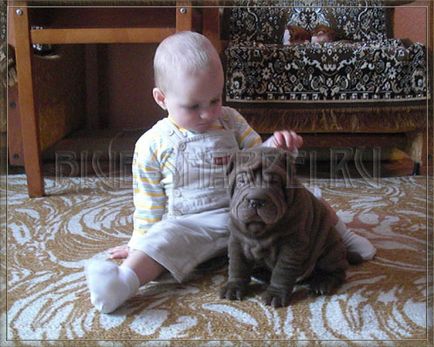 Cum se întâlnește câinele Shar Pei cu copii, copii și copii