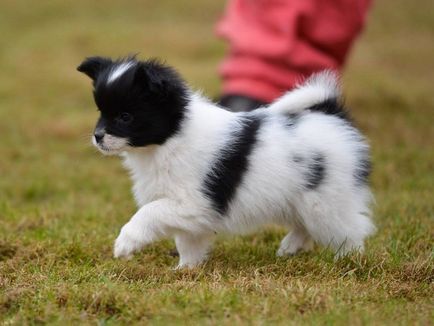 Cum sa alegi un catelus papillon