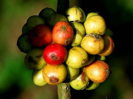 Hogyan növekszik a kávé - vadon világ