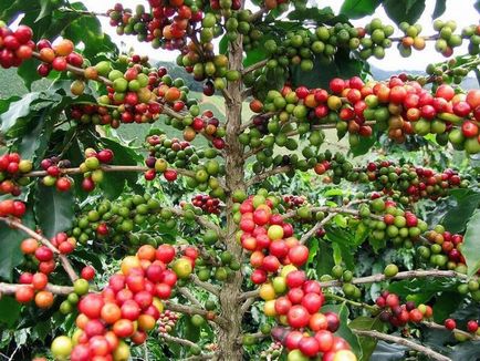 Hogyan növekszik a kávé - vadon világ
