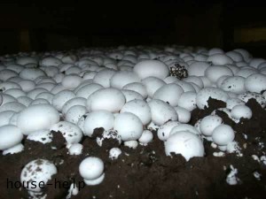 Cum să crești ciuperci într-o grădină
