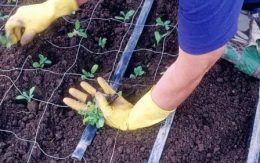 Cum să crească un răsad de semințe, să plantezi răsaduri, să îngrijești florile, să faci o zi de vară