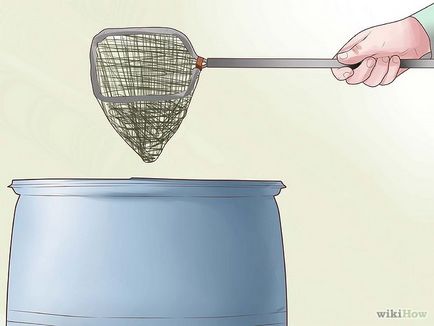 Cum să crească larve de țânțari pentru hrănirea peștilor