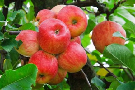 Cum să crească mere de la o sămânță la domiciliu, cum să plantezi un răsad de casă