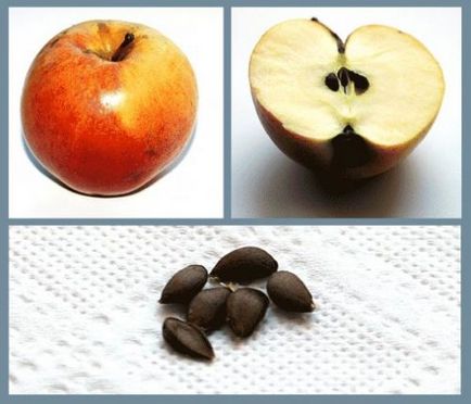 Як виростити яблуню з насінини в домашніх умовах, як посадити саджанець будинку