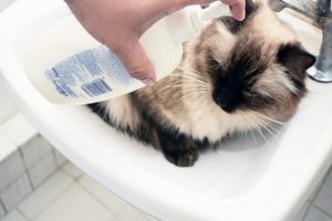 Cum sa elimini purici de la o pisica acasa - gulere, baie, tablete, remedii folclorice si