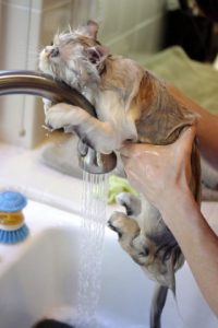 Cum sa elimini purici de la o pisica acasa - gulere, baie, tablete, remedii folclorice si