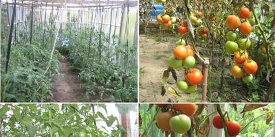 Як в жаркому кліматі вирощувати влітку в теплиці з полікарбонату помідори чи огірки відповіді